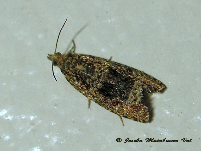 Celypha flavipalpana - Tortricidae? No, Celypha cfr. lacunana